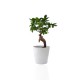 Ficus Ginseng Bonsaï en pot céramique rond 7cm