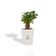 Ficus Ginseng Bonsaï en pot céramique rond 7cm