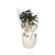 Ficus Ginseng Bonsaï en pot céramique rond 7cm