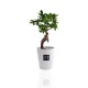 Ficus Ginseng Bonsaï en pot céramique rond 7cm personnalisé