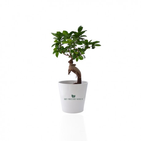 Ficus Ginseng Bonsaï en pot céramique rond 7cm personnalisé