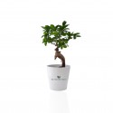 Ficus Ginseng Bonsaï en pot céramique rond 7 cm