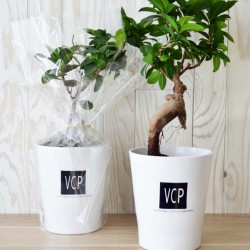 Ficus Ginseng Bonsaï en pot céramique rond 10 cm