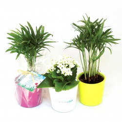 Plante publicitaire dépolluante en pot céramique rond 7 cm