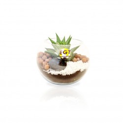 Coffret cadeau 6 mini succulentes - Zinc naturel