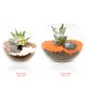 Terrarium Bonsaï Ficus Ginseng publicitaire personnalisé - Grand modèle