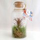 Plante Tillandsia en flacon publicitaire personnalisé grand modèle