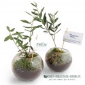 Plant d'olivier en globe de verre personnalisable - Terrarium olivier