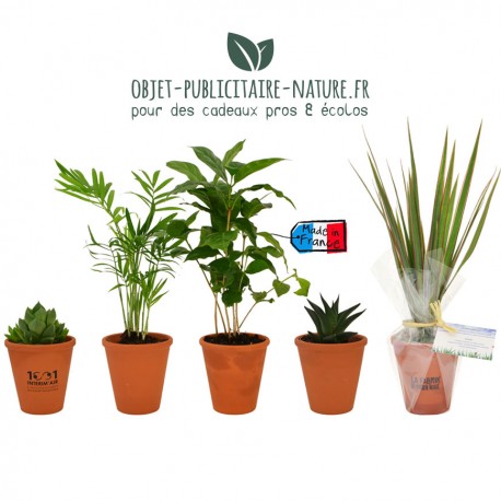 Plante publicitaire de bureau en pot terre cuite 10cm