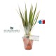 Plante publicitaire de bureau en pot terre cuite 10cm