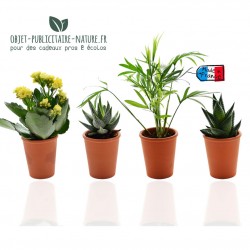 Petite plante publicitaire de bureau en pot terre cuite 6 cm