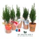 Petite plante publicitaire de bureau en pot terre cuite 6 cm