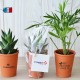 Petite plante publicitaire de bureau en pot terre cuite 6 cm