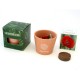 Kit de plantation terre cuite