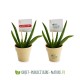 Petite plante dépolluante de bureau en pot bambou 6 cm personnalisable