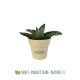 Petite plante dépolluante de bureau en pot bambou 6 cm personnalisable