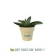 Petite plante dépolluante de bureau en pot bambou 6 cm personnalisable