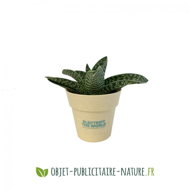 Plante de bureau personnalisée kit de plantation, Plante de bureau