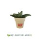Petite plante dépolluante de bureau en pot bambou 6 cm personnalisable