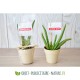 Petite plante dépolluante de bureau en pot bambou 6 cm personnalisable