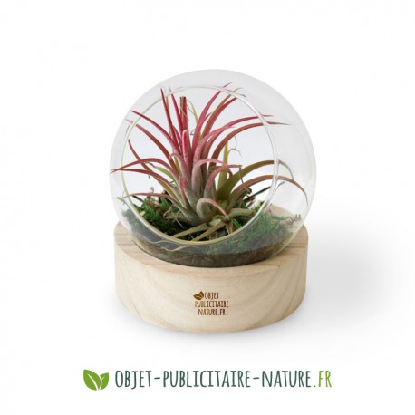 Terrarium globe en verre personnalisable avec socle en bois