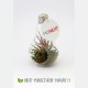 Terrarium personnalisé en forme d'ampoule en verre avec plante tillandsia