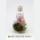 Terrarium personnalisé en forme d'ampoule en verre avec plante tillandsia