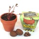 Kit de plantation avec graines en pot terre cuite grand format 8 cm