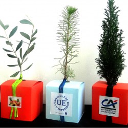 Arbre présenté en cube carton publicitaire