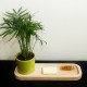 Plateau bois de bureau avec plante au choix