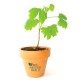 Plant d'arbre publicitaire en pot terre cuite personnalisable