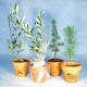 Plant d'arbre publicitaire en pot terre cuite personnalisable