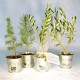 Plant d'arbre publicitaire en pot zinc personnalisable