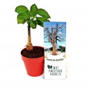 Plant de Baobab publicitaire en étui personnalisé