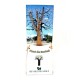 Plant de Baobab en étui à offrir