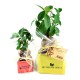 Ficus Ginseng Bonsaï en pot céramique carré