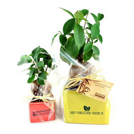 Ficus Ginseng Bonsaï en pot céramique carré