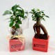 Ficus Ginseng Bonsaï petit format