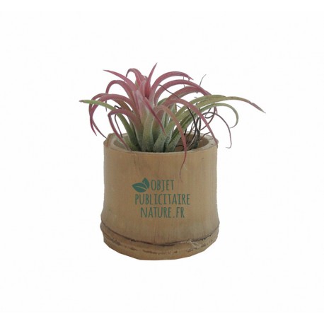 Plante publicitaire Tillandsia en pot bambou personnalisé