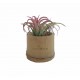 Plante publicitaire Tillandsia en pot bambou personnalisé