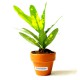 Petite plante publicitaire de bureau en pot terre cuite 6 cm