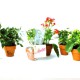 Petite plante fleurie publicitaire en pot terre cuite 6 cm