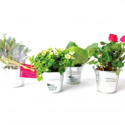 Petite plante fleurie en pot zinc 6 cm personnalisable