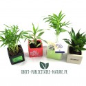 Petite plante en pot céramique carré 7,5 cm personnalisable