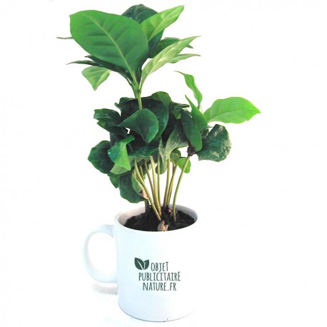 Plant de caféier 20cm en mug personnalisable