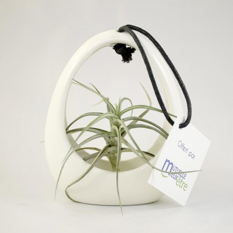 Plante Tillandsia en pot ceramique personnalisé par étiquette - Objet Publicitaire Nature