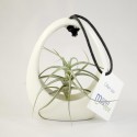Plante Tillandsia publicitaire en pot céramique avec étiquette