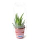 Petite serre publicitaire 1 pot cactus ou plante personnalisable