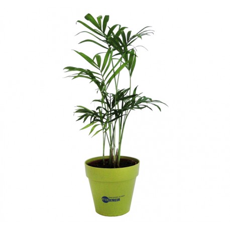 Arbre publicitaire en pot bambou 10cm personnalisé