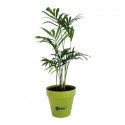 Arbre publicitaire en pot bambou 10cm personnalisé